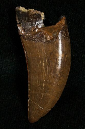 Gorgeous Inch Nanotyrannus Tooth #5843